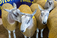 Border Cheviot Ewes-02